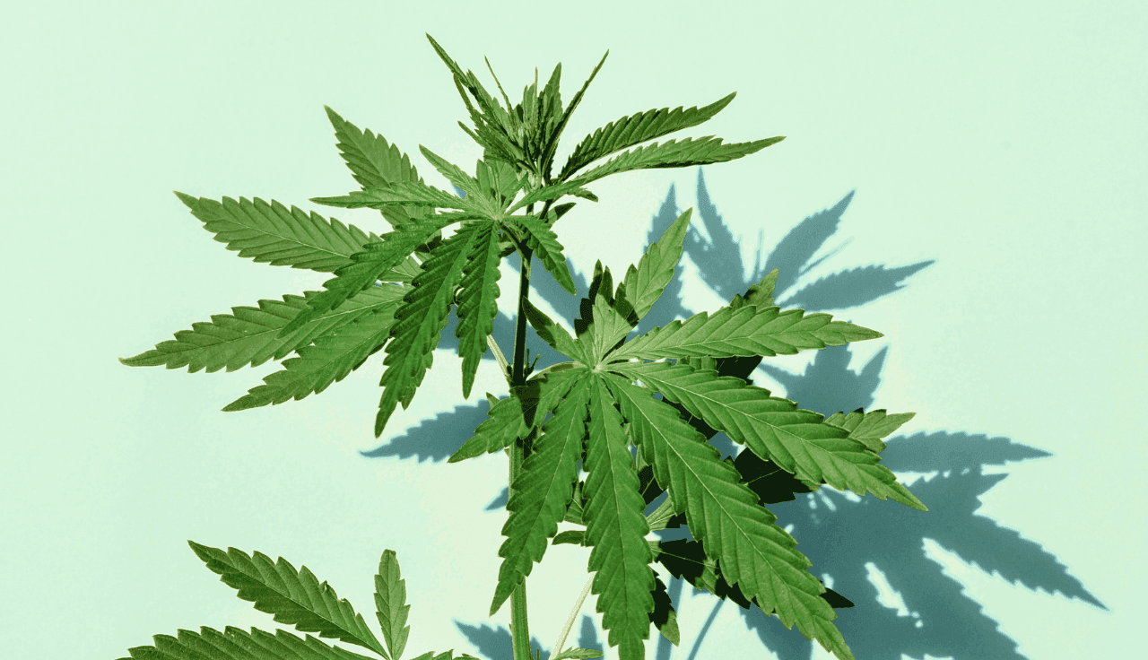 grüne Cannabis Pflanze auf türkisem Hintergrund